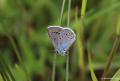 Polyommatus bellis (Çokgözlü Güzelmavi)